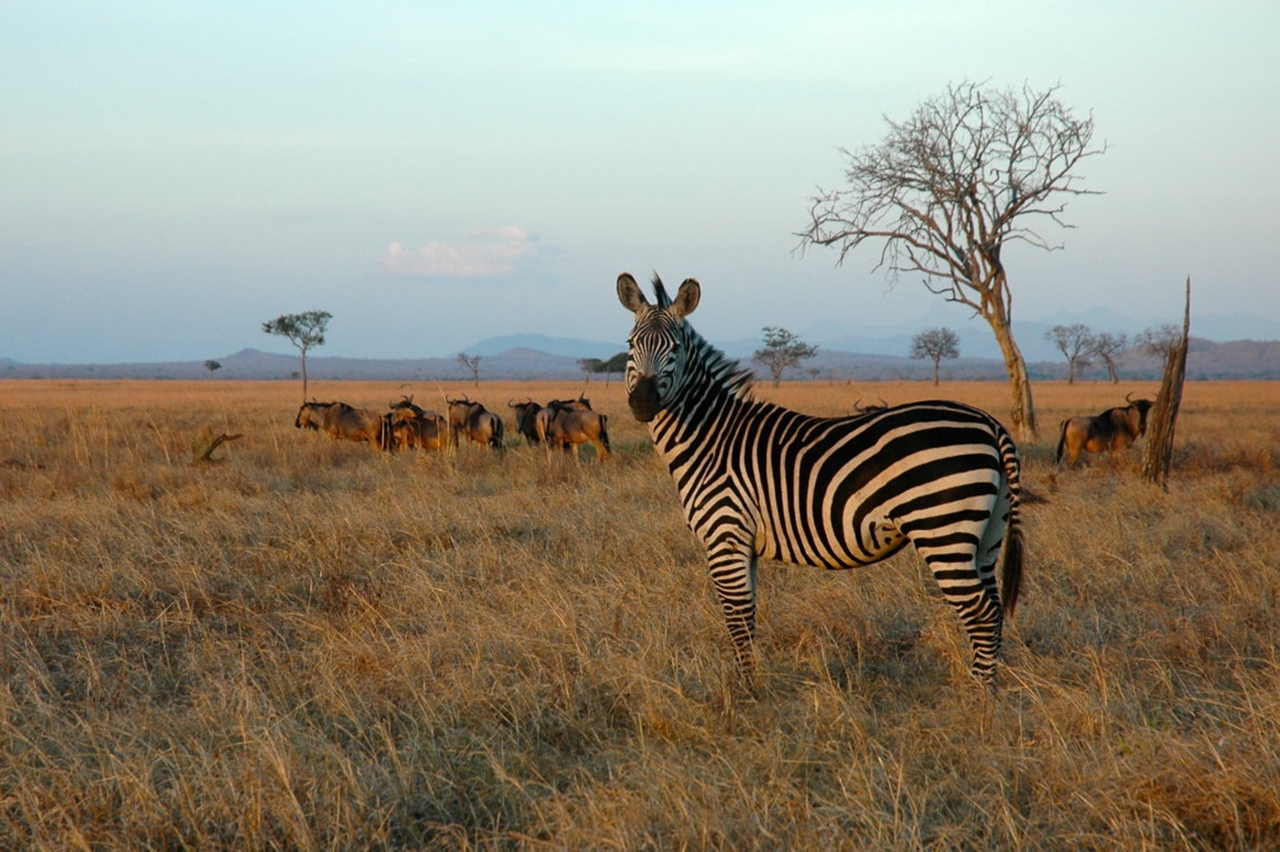 Dar Es Salaam: Mikumi Ulusal Parkında Gecelik Safari